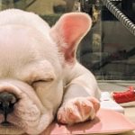 シー★チキン さんのプロフィール写真